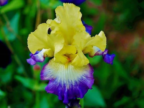 Bearded iris - Sound Therapy Healing - Flowers for Healing