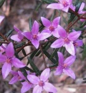 Australian Native Flowers - Australian Natives