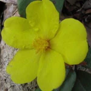 Australian Native Flower Essences - Australian Natives