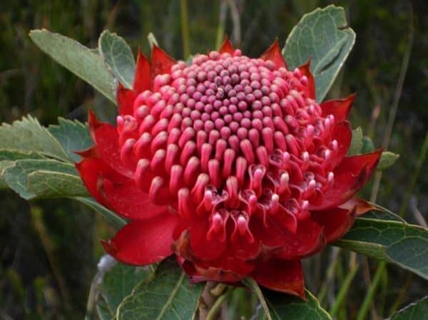 Waratah - Flowers for Healing